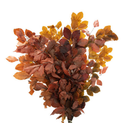 Dried Copperbeach Fall holl