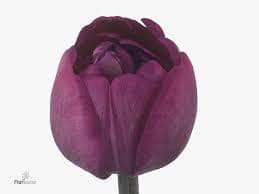 Tulip Abigail holl sup