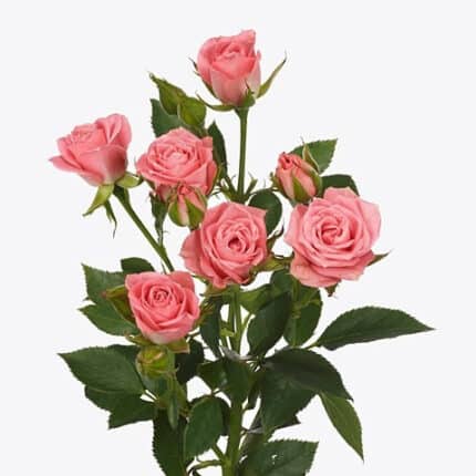 RoseSpray Olympia Sensation ho