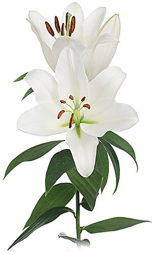 Lily Forever by