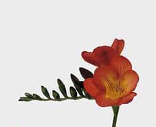 FREESIA santorini holl