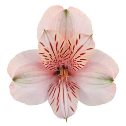 Alstro Sel Peach Canyon SOLE