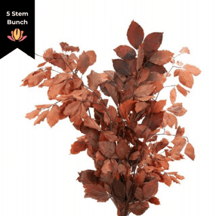 Dried Copperbeech Brown holex