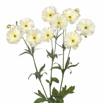Ranunculus Butterfly Cream s.v