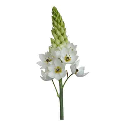 Star Of Beth White bella - SOB WHITE BELL