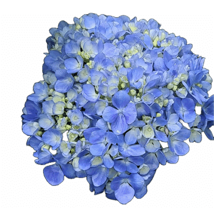 Hydrangea Electric Blue Jumbo