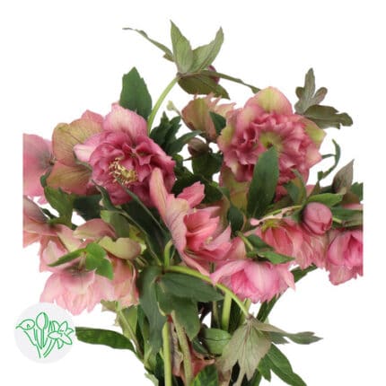 Helleborus Rose holex 10st