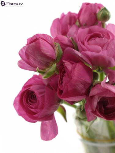 Ranunculus Amandine Bonbon hol