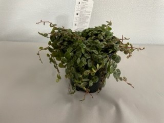 4" String of Turtles