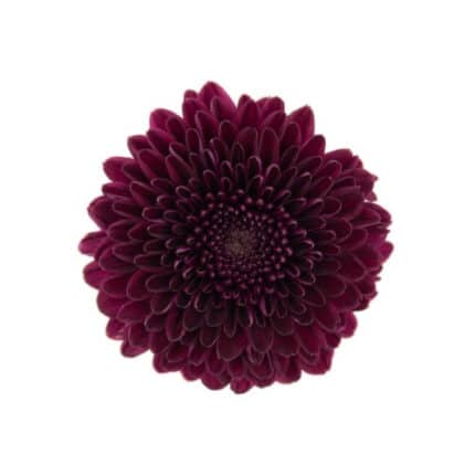 Mum Disbud Aragon Purple fresc