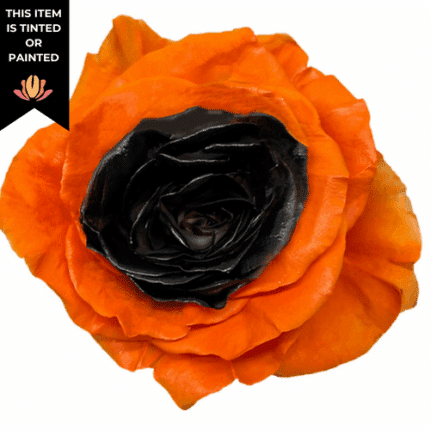 Rose Trick or Treat 50cm florecal
