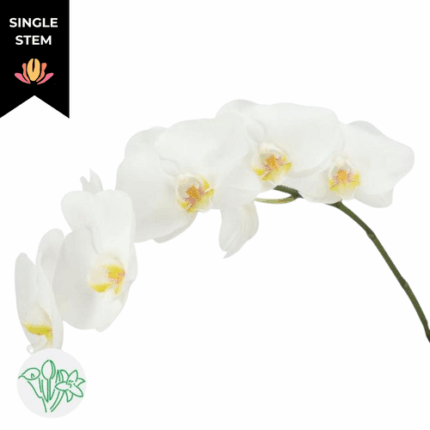 Phals Kobe(STEM)
