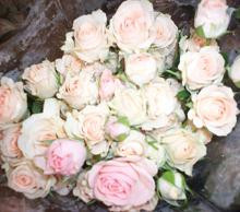 Fleur spray hosa