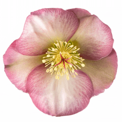 Helleborus Penny Pink by