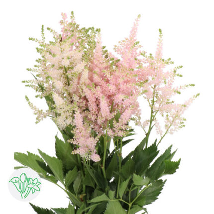 Astilbe Europa holl 60cm
