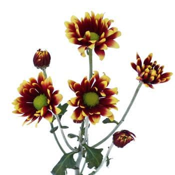 Pom Daisy Kadanz galleria