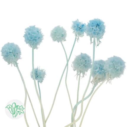 Scabiosa Pods Blue f.c.