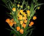 SANDERSONIA holl