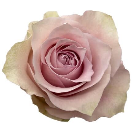 Rose Remembrance 50cm florecal