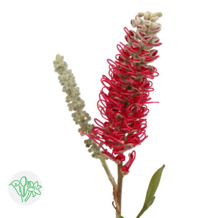 Grevellia Misty Red holex 10st