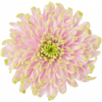 Mum Cremon Rossano Charlotte g - M CRE ROS CHAR GALL - Image 2
