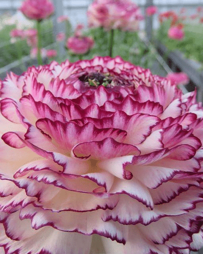 Ranunculus Striato Pink mix ch