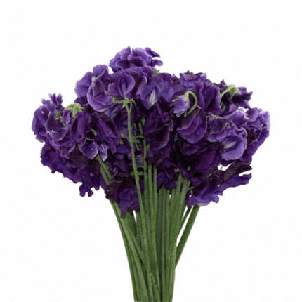 Sweet Pea Mio Choice