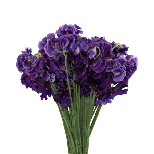 d5529500-91be-42bc-88be-290343f68236.png Sweet Pea Mio Choice - Image 1