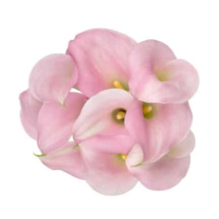 Calla Pearl Rose esmeralda