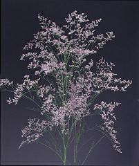 Limonium purple petal fresh