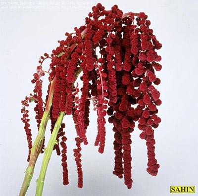 Amaranthus red jumbo cramer