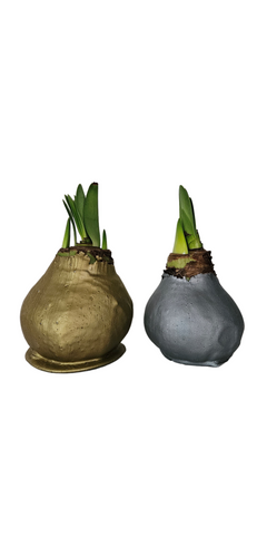 5" Waxed Amaryllis Bulbs