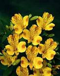 Alstro mango gdns
