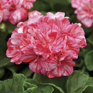 Geranium Peppermint camflor
