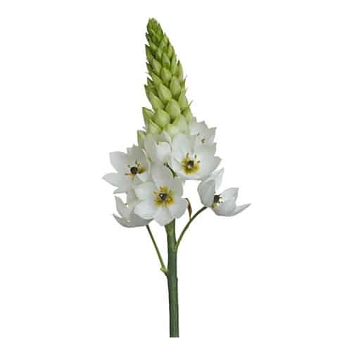 d5a0694a-0008-4874-a80f-22d792e7474c.jpg Star Of Beth White misty - Image 1