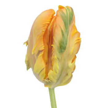 Tulip Parrot King s.v.