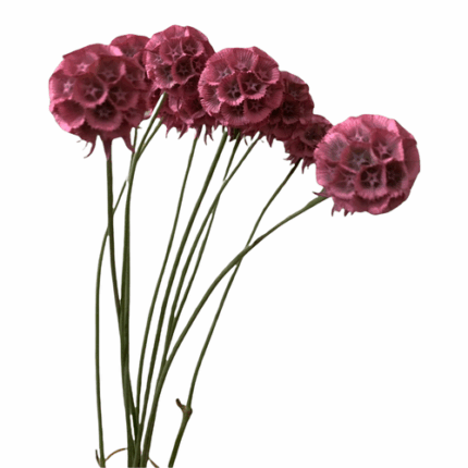 Scabiosa Stellata Tinted Pink