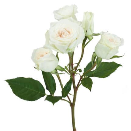 RoseSpray White Star rfi