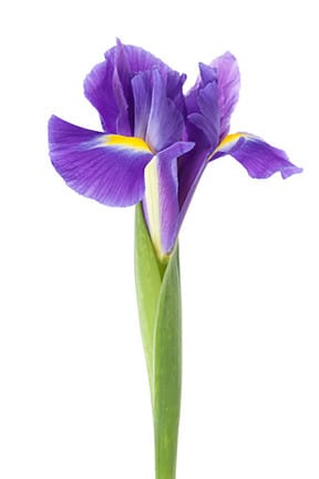 Iris Purple allure