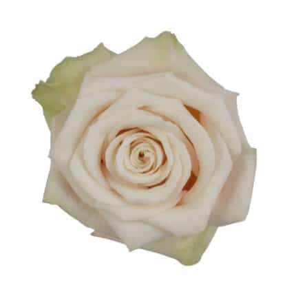 Rose Sahara 40cm florecal