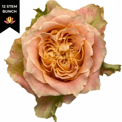 Rose Garden Louise 40cm florec