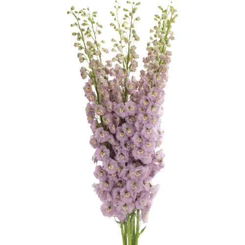 d5d86f51-09a1-4dde-98c8-a98fd5a6d750.png Delph Rosa 110cm vallef - Image 1