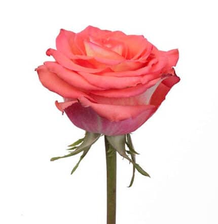 Rose High& Org 50cm rprima