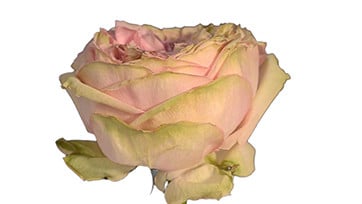 Rose Pride Of Jane rfi