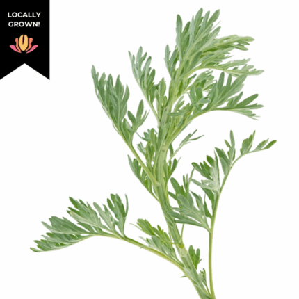Artemisia Green cramer