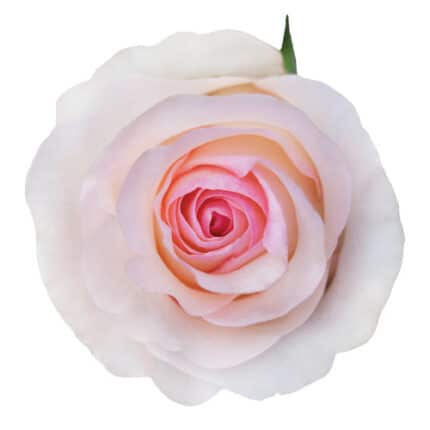 Rose Senorita 60cm rfi