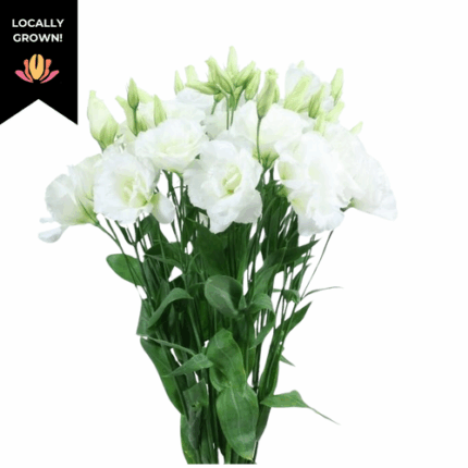 Lissy Dbl White local