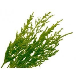 Lycopodium  allure