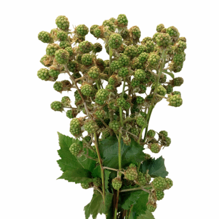 Blackberries holex