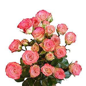 RoseSpray Peach holl - SR PEACH